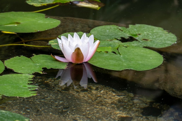 Nenúfar rosa y blanco