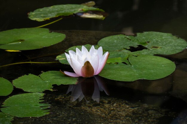 Nenúfar rosa y blanco