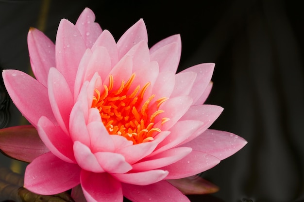 Nenúfar rosa close-up.