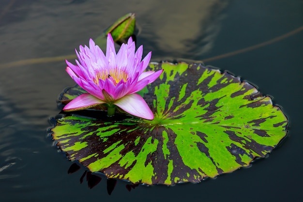 Nenúfar rosa com lindas folhas na água