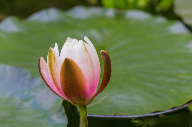 Nenúfar rosa en un estanque