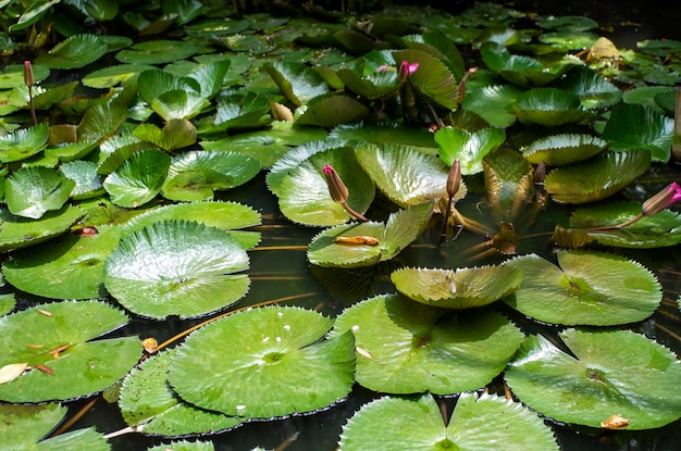 Nenúfar rosa flor Bunga Teratai Nymphaea Rubra Pubescens