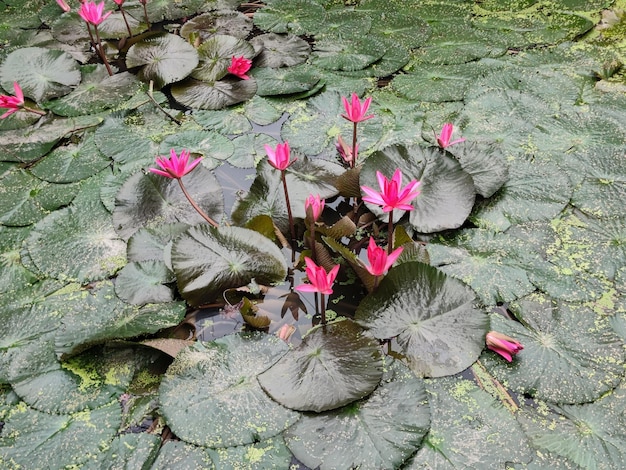 Nenúfar rosa na lagoa de Bangladesh.