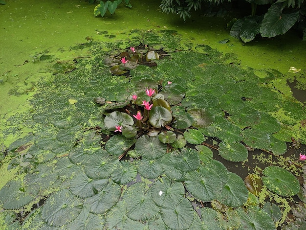 Nenúfar rosa na lagoa de Bangladesh.