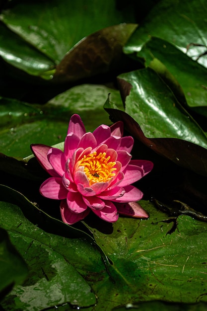 nenúfar rosa no parque