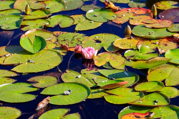 Nenúfar rosa Nymphaea en un lago