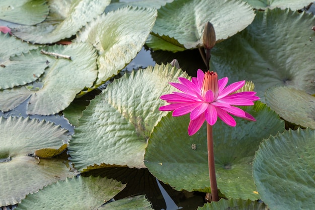 Foto nenúfar rosa ou flor de lótus na lagoa.