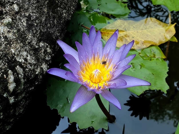 Nenúfar roxo ou flor de lótus com folha verde e reflexo de nuvens no céu azul