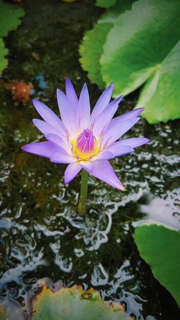 Nenúfar roxo, viagens pela Ásia, Tailândia Flora