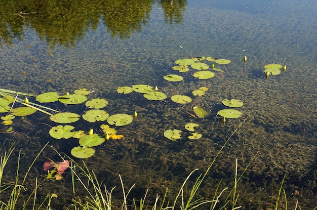 Nenúfares en el agua de un pequeño estanque cubierto de algas en una soleada mañana de verano