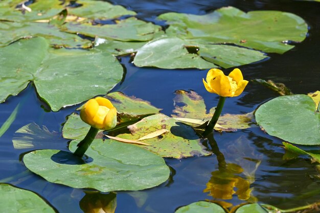 Nenúfares amarillos en un lago pintoresco