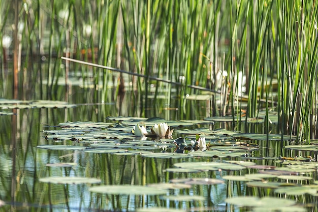 Foto nenúfares blancos en un estanque nymphaea alba hermosos nenúfares blancos y climas tropicales fondo de nenúfares una encarnación viviente de la fantasía de la naturaleza