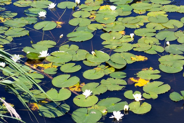 Nenúfares em bastante lago no parque de verão