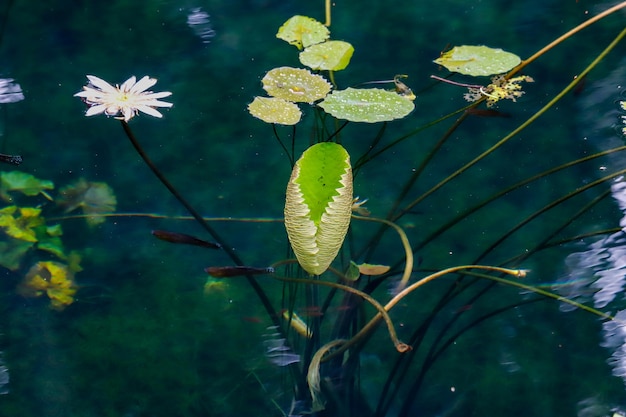 Foto nenúfares en un estanque con nenúfares