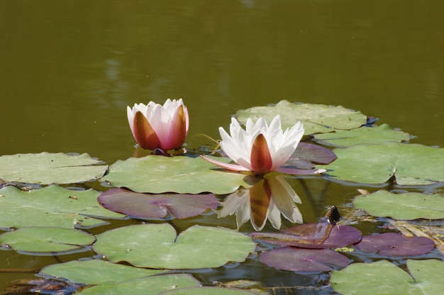 Nenúfares en flor en un estanque para un momento relajante