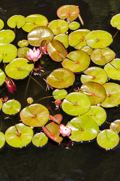 Nenúfares en flor en el jardín a principios de verano.