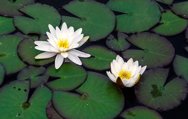 Nenúfares en flor en la superficie de un lago.