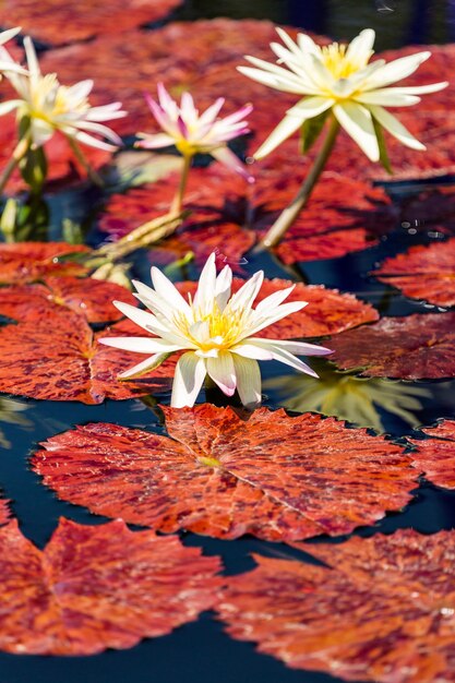 Nenúfares florecientes de diferentes colores en el jardín acuático.