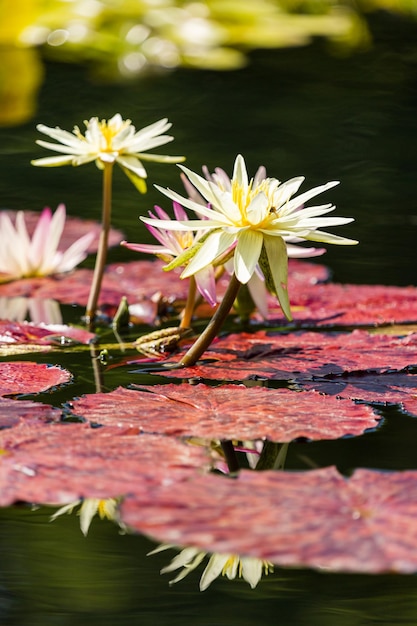 Nenúfares florecientes de diferentes colores en el jardín acuático.