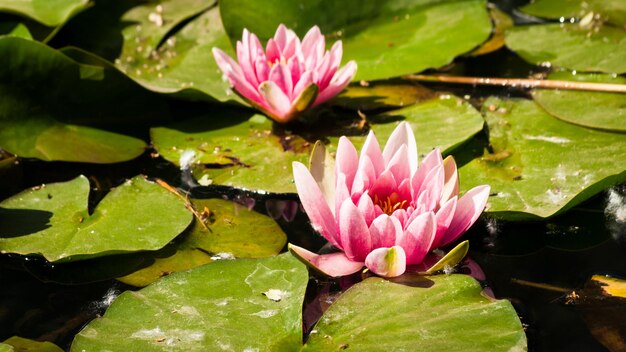 Nenúfares florecientes en jardines botánicos.