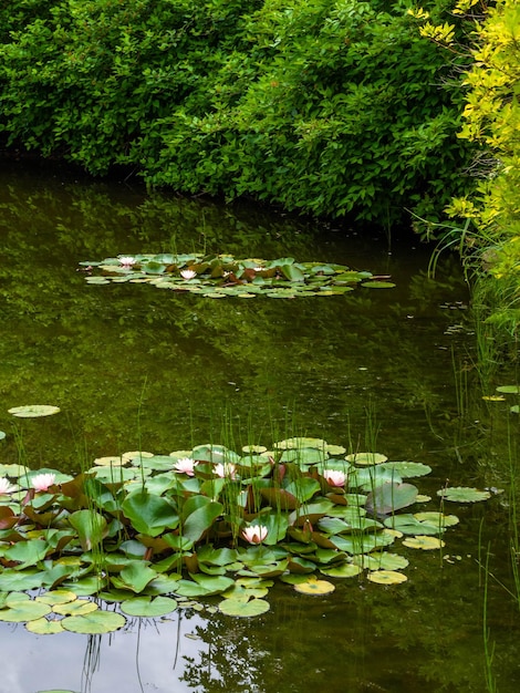 Nenúfares florescendo em close-up ou flores de lótus com reflexo na água Plantas aquáticas bonitas com reflexo em uma lagoa Link bloomSummer background