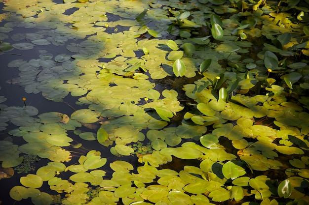 nenúfares na lagoa, nos raios do sol. Folhas de nenúfar na água do lago.