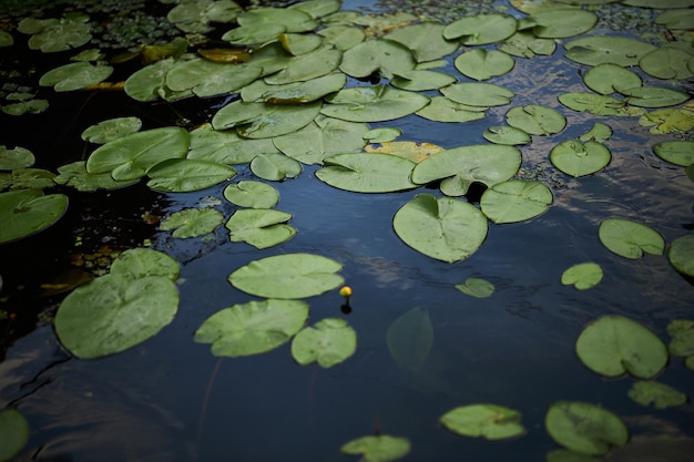 Nenúfares Plantas en el lago Pantano con nenúfares