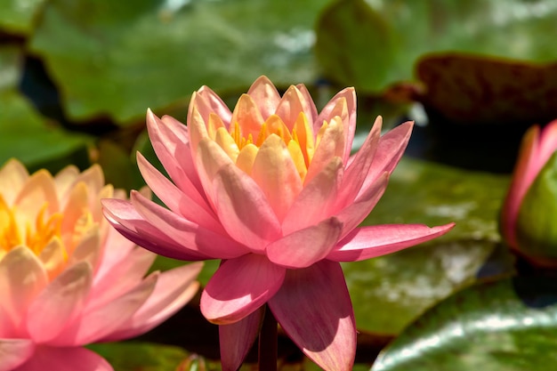 Foto nenúfares rosas en un estanque en el jardín de verano