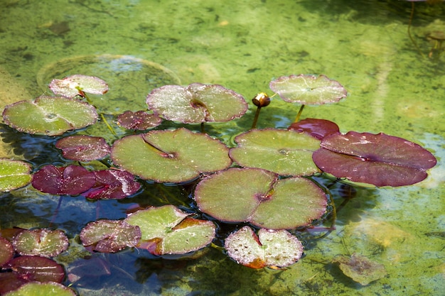 Nenuphar em um lago de jardim japonês