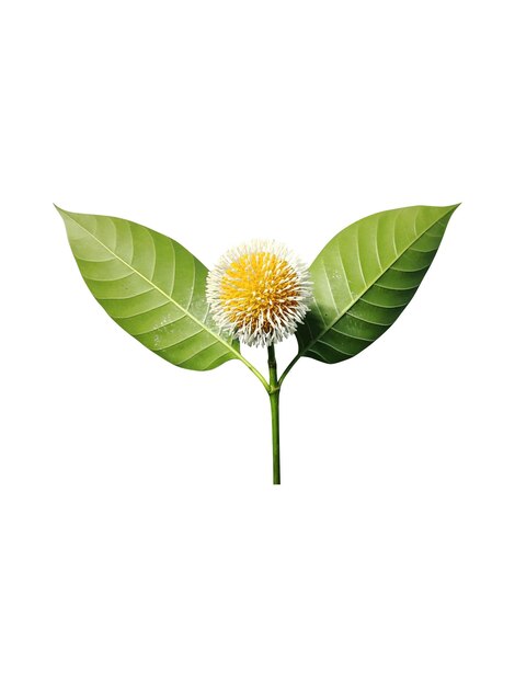 Neolamarckia cadamba o flor de Kodom