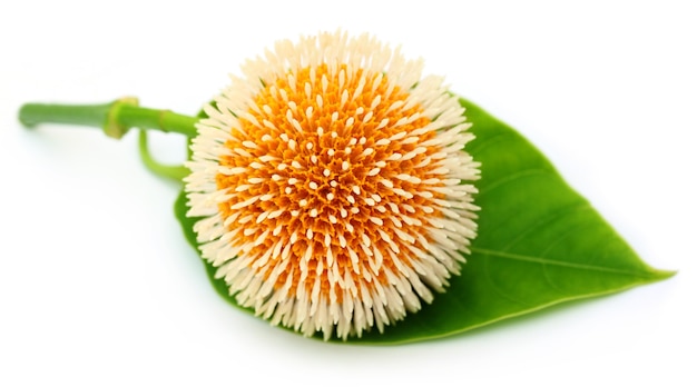 Neolamarckia Cadamba oder Kodom Blume von Bangladesch