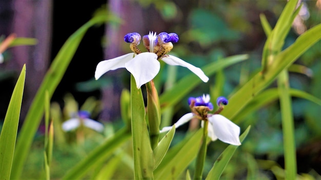 Neomarica gracilis, auch bekannt als Brasilianische Wanderiris oder Lilie Trimezia Marica Cypella