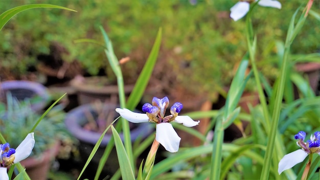 Neomarica gracilis também conhecido como Brazilian Walking Iris ou lírio Trimezia Marica Cypella