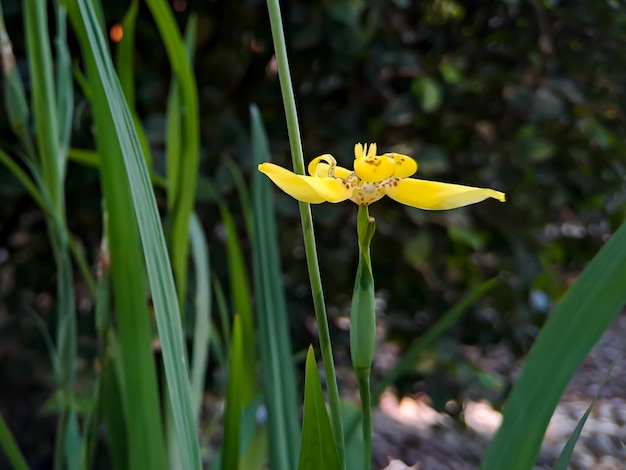 Neomarica longifolia es una especie de hierba perenne de la familia Iridaceae Son del Neotrópico y el Ojo de Atlantica