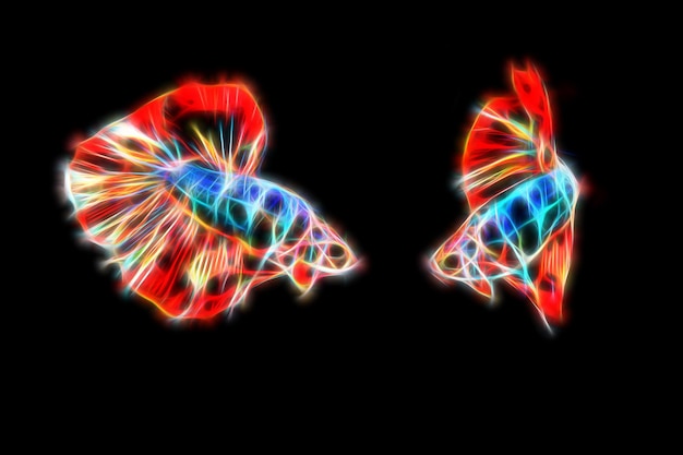 Neon fractal betta Kampffische auf schwarzem Blackground