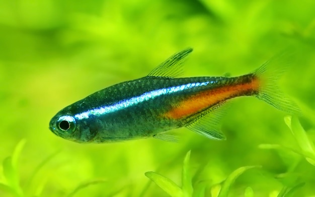 Neon tetra en acuario plantado