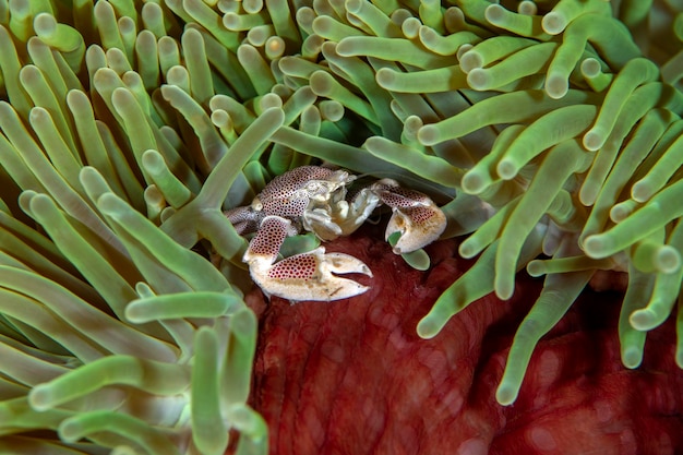 Neopetrolisthes maculatus - Gefleckte Porzellankrabbe. Meerestiere von Bali.