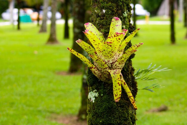 Foto neoregelia punctatissima bromelia también conocida como