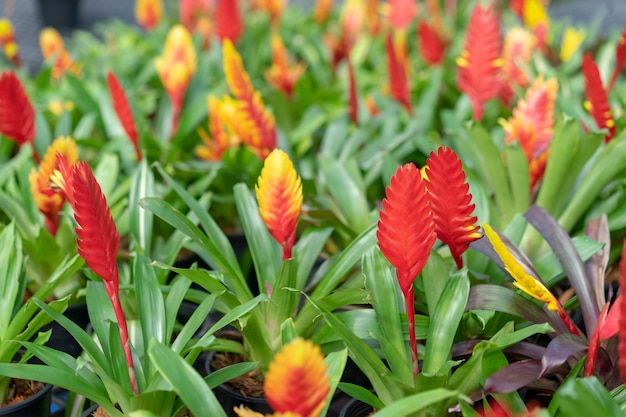 Neoregelia Zierpflanzen sind in Thailand sehr bunt.