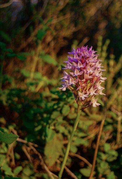 Foto neotinea tridentata - orquídea de tres dientes - orquídea de europa del sur - orchidea screziata