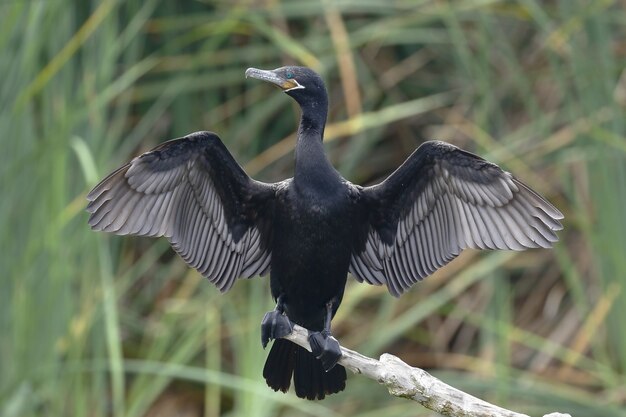 Neotroper Kormoran