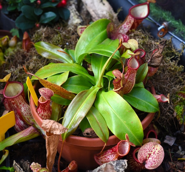 Nepenthes alata planta carnívora se alimenta de insectos