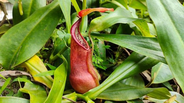 Nepenthes en el jardín de la selva tropical.