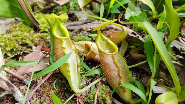 Nepenthes en el jardín de la selva tropical.