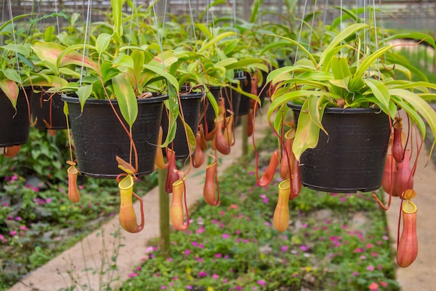 Nepenthes en el jardín (Suan Lung Wut) en Phu Ruea, Loei, Tailandia