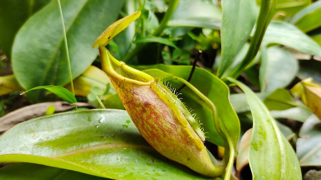 Nepenthes no jardim da floresta tropical.