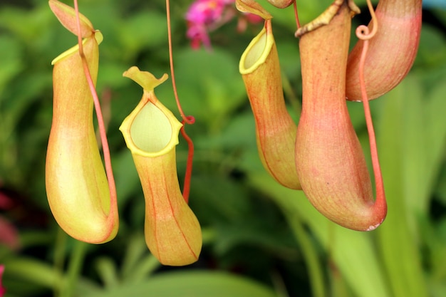 Nepenthes ou plantas de jarro tropicais