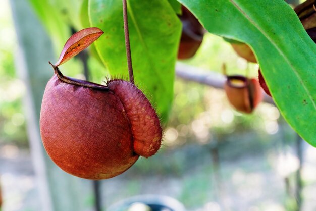 Nepenthes ou plantas tropicais de jarro ou copos de macaco no jardim