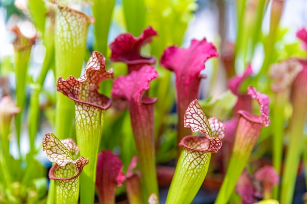 Nepenthes plantas carnívoras na névoa da manhã na floresta tropical