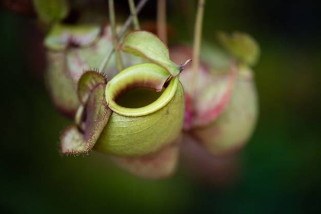 Nepenthes também chamado de plantas de jarro tropical ou copos de macaco no jardim viveiro